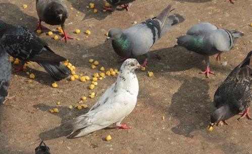 网红吃瓜鸽子图片大全,趣味瞬间大盘点 第3张 网红吃瓜鸽子图片大全,趣味瞬间大盘点 第3张